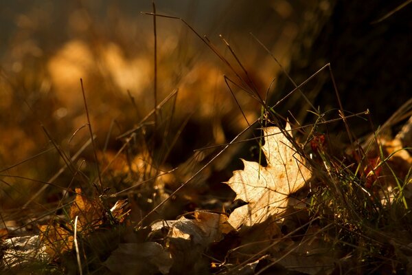 Herbstliche Landschaft. Gefallene Blätter