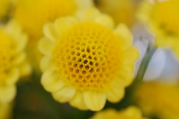 An unusual yellow flower with many holes