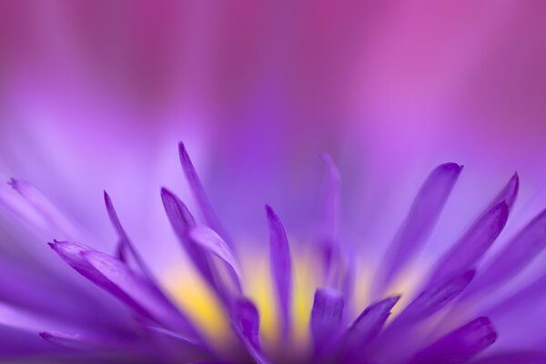 Macro de pétales de fleurs lilas