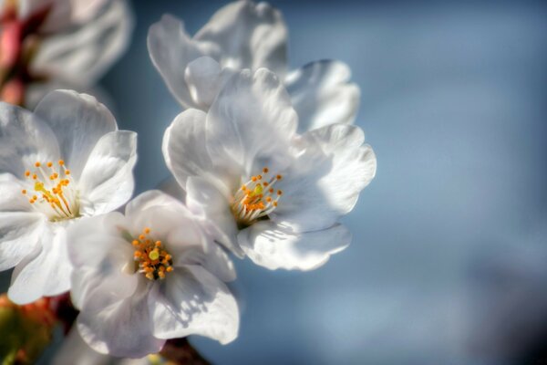 Hermosas flores blancas en primavera