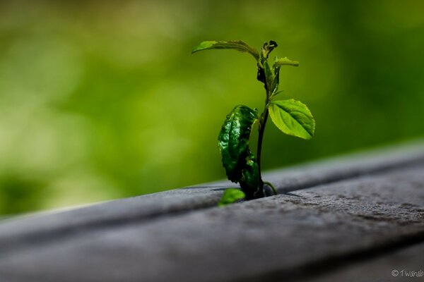 A sprout sprouted through the stones