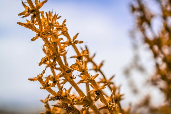 Fotografia Macro de plantas incomuns ao ar livre