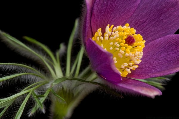 Macro photography of a purple flower