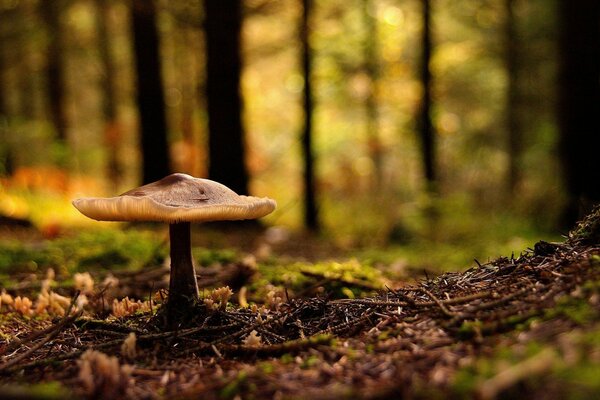 Setas de pie en el bosque de otoño