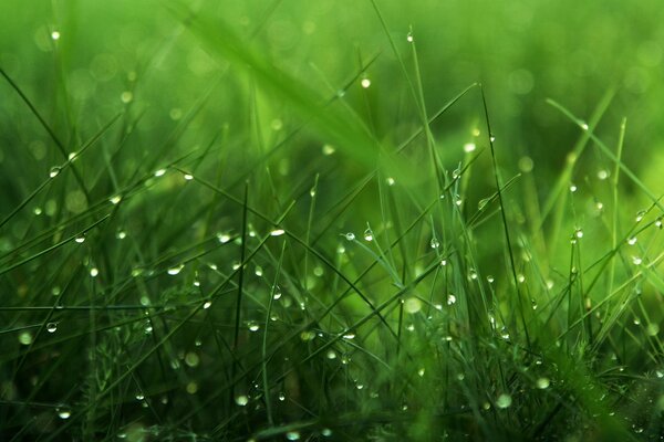 Fotografia macro di erba in un prato verde cosparso di gocce di rugiada