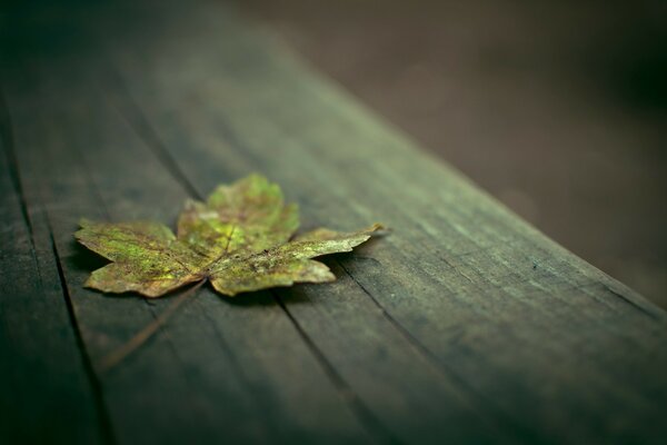 A maple leaf fell on the bench