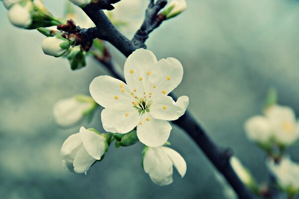 Weiße Kirschblüten und Knospen auf einem dunklen Zweig