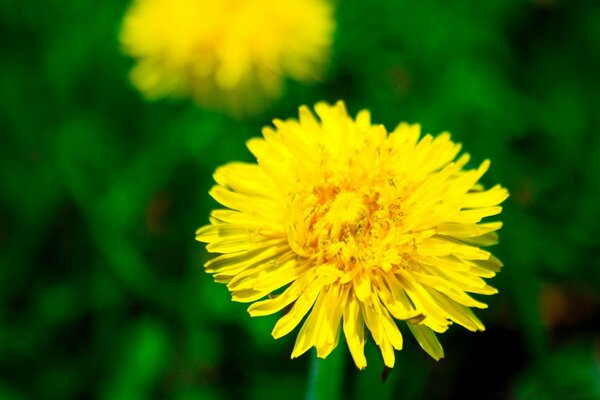 Macro object of a yellow summer flower