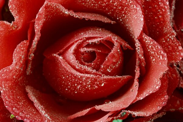 The red rose is the emblem of love