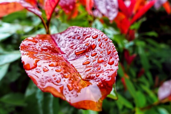 Ein schickes Wunder der Natur