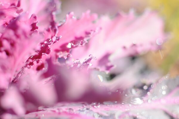 Rose petal with patterned edges close-up