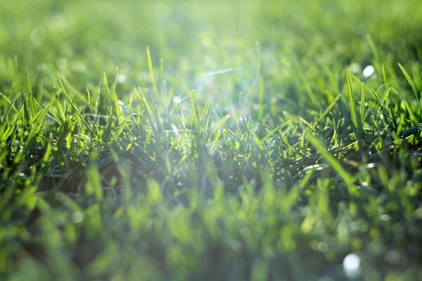 Un rayo de luz en la hierba verde