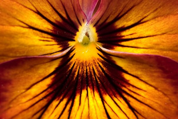 Fleur d une belle plante en macro