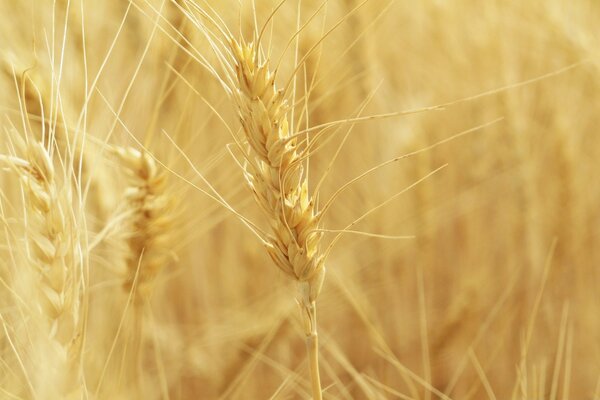 Wheat grows in a yellow field