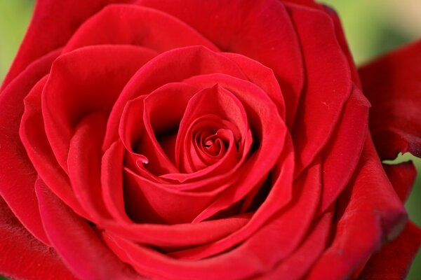 Large red rose bud