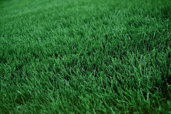 Lawn grass in approximate form