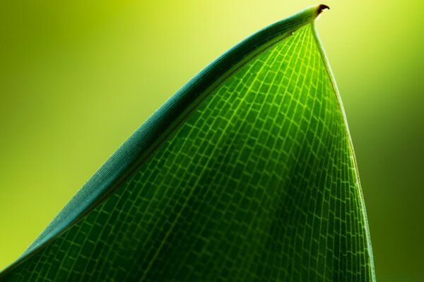 Fotografia macro di una foglia di una pianta con una struttura prominente