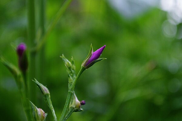 Makrofotografie. Die Natur. Flora. Geschlossene Blume