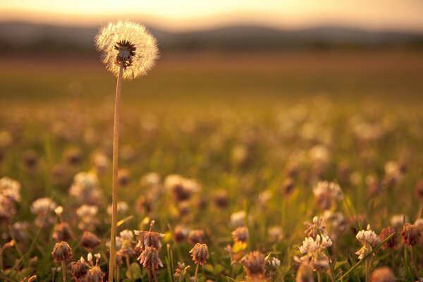 Makroaufnahme in der Natur auf dem Feld. Blumen und Gras