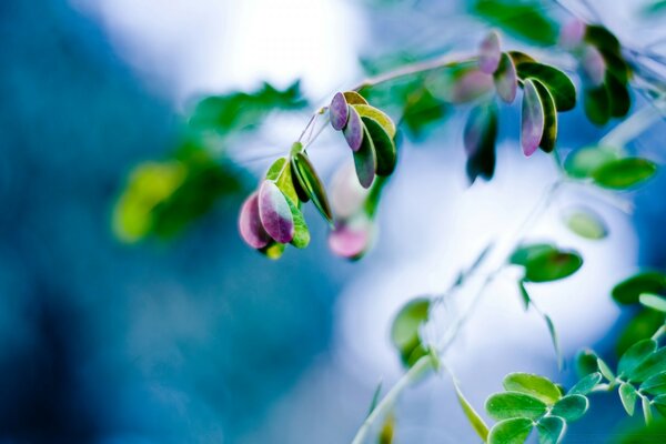 Unusual desktop background. Leaves