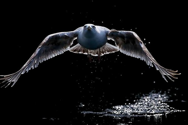 Tiere in freier Wildbahn, fliegende Vögel