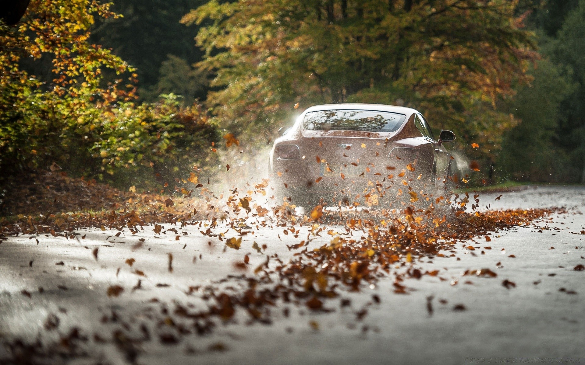 cars fall tree nature outdoors wood landscape snow rain road vehicle fog winter leaf weather reflection