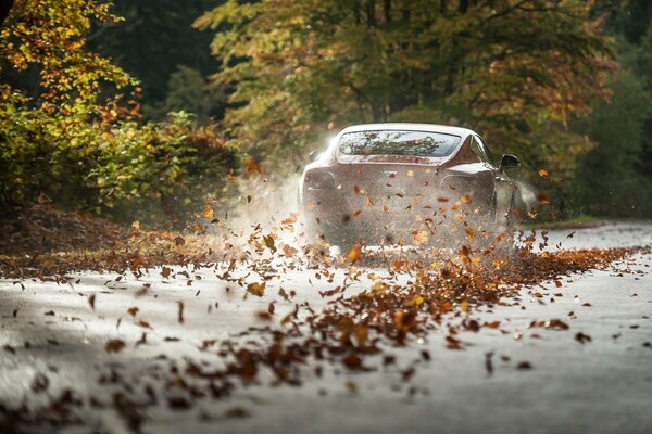 On autumn roads . Golden foliage 