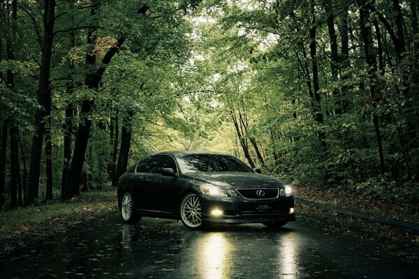 Grey Lexus on a wet road in a summer forest