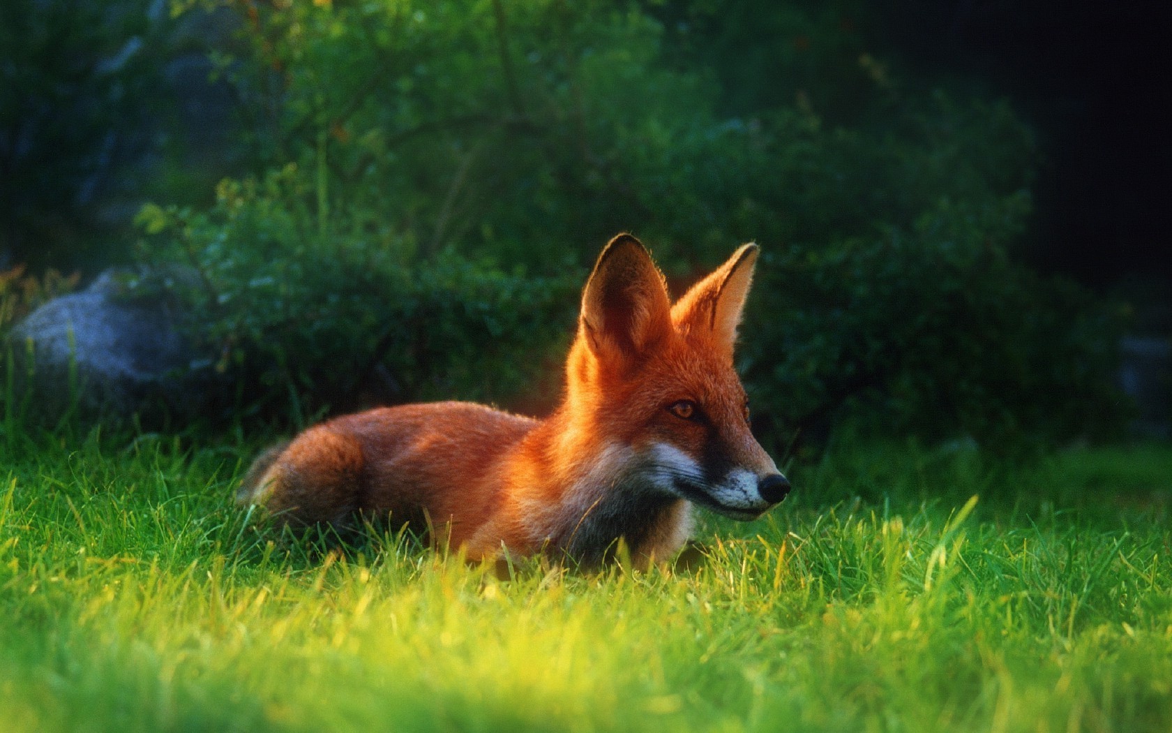 volpe mammifero erba fauna selvatica animale natura prodotto di pellicia sveglio