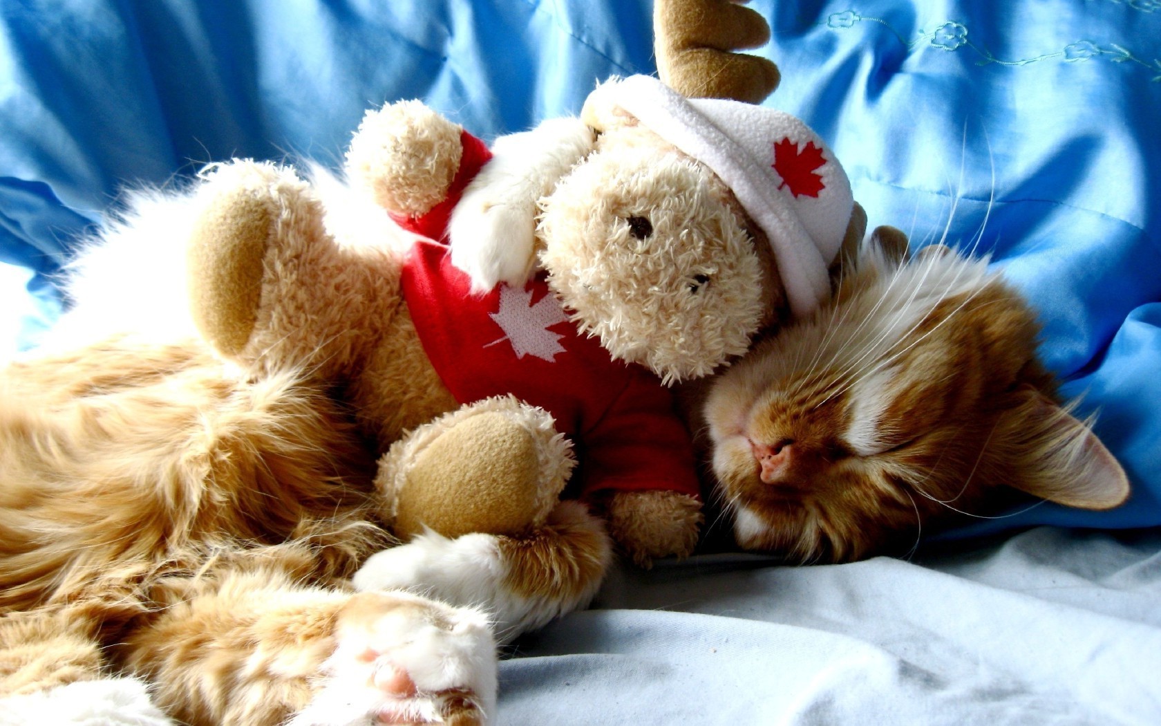 cats winter fur downy christmas cute little sleep snow