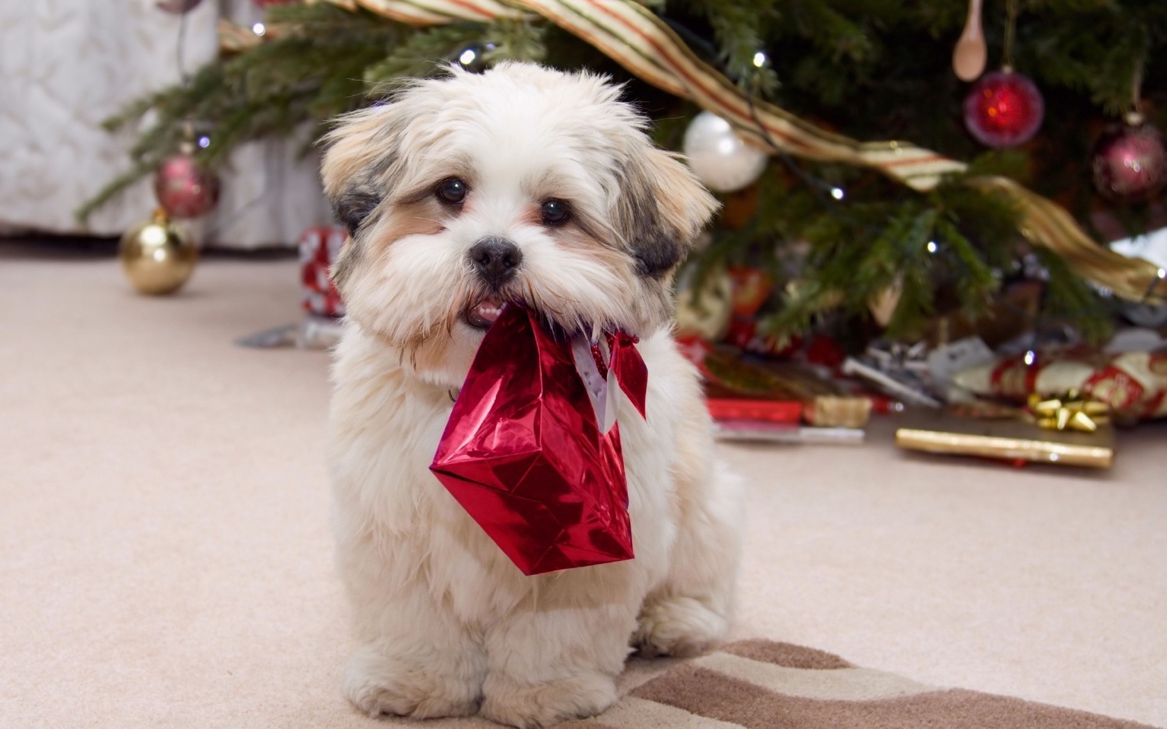 chien noël mammifère chien portrait fourrure animal de compagnie mignon petit animal s asseoir