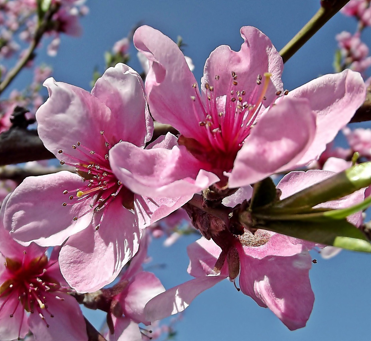 wiosna kwiat wiśnia natura oddział kolego flora drzewo wzrost liść ogród gaj delikatny bluming płatek jabłko śliwka jasny kwiatowy brzoskwinia