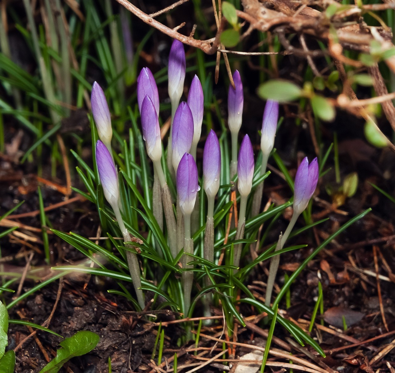 frühling krokus blume natur flora gras früh blumen blatt ostern garten blühen safran saison blütenblatt park wachstum boden schließen frühling im freien