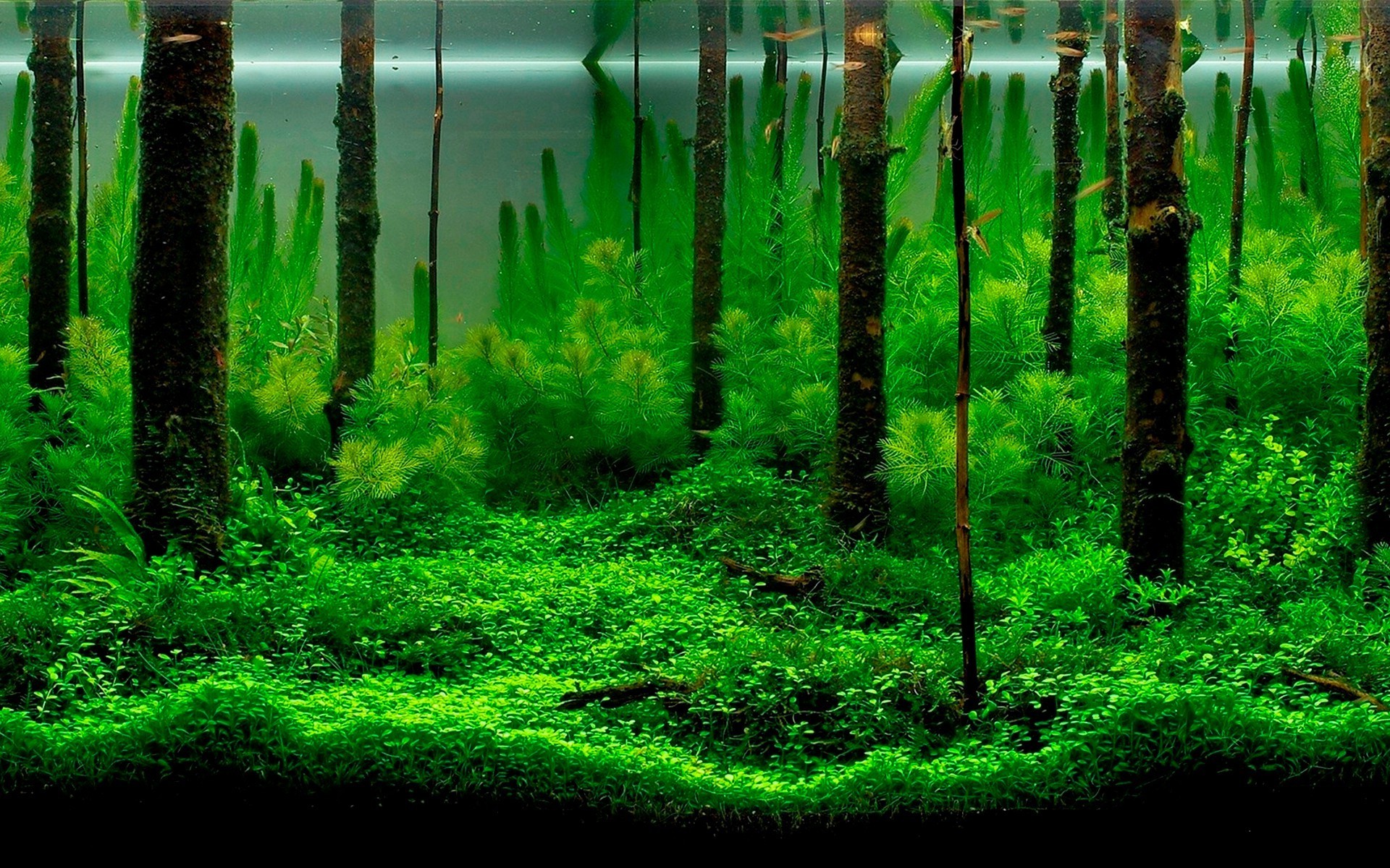 обитатели океанов и рек древесины природа лист рассвет дерево пейзаж свет на открытом воздухе рост парк сад трава пышные