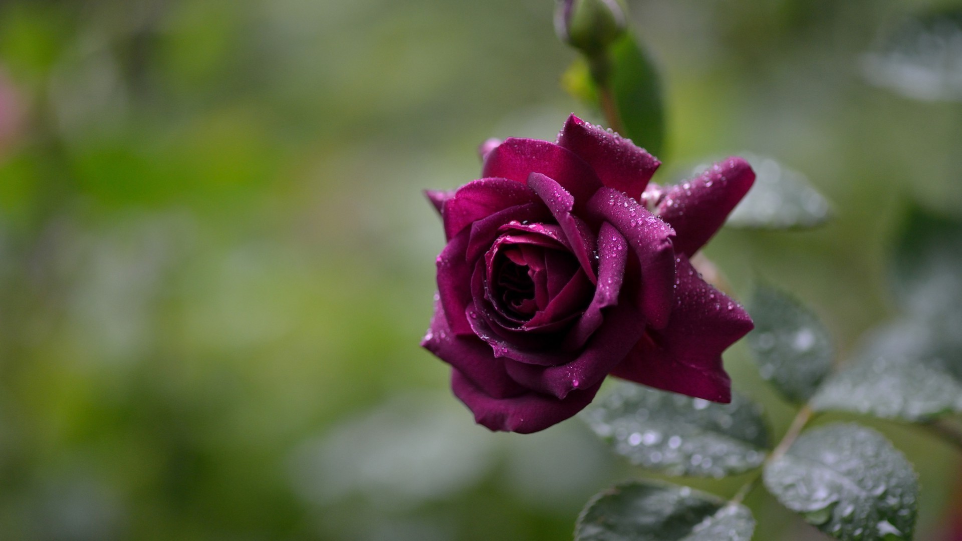 droplets and water flower rose nature flora leaf garden floral petal blooming beautiful summer color close-up wedding love romantic romance outdoors