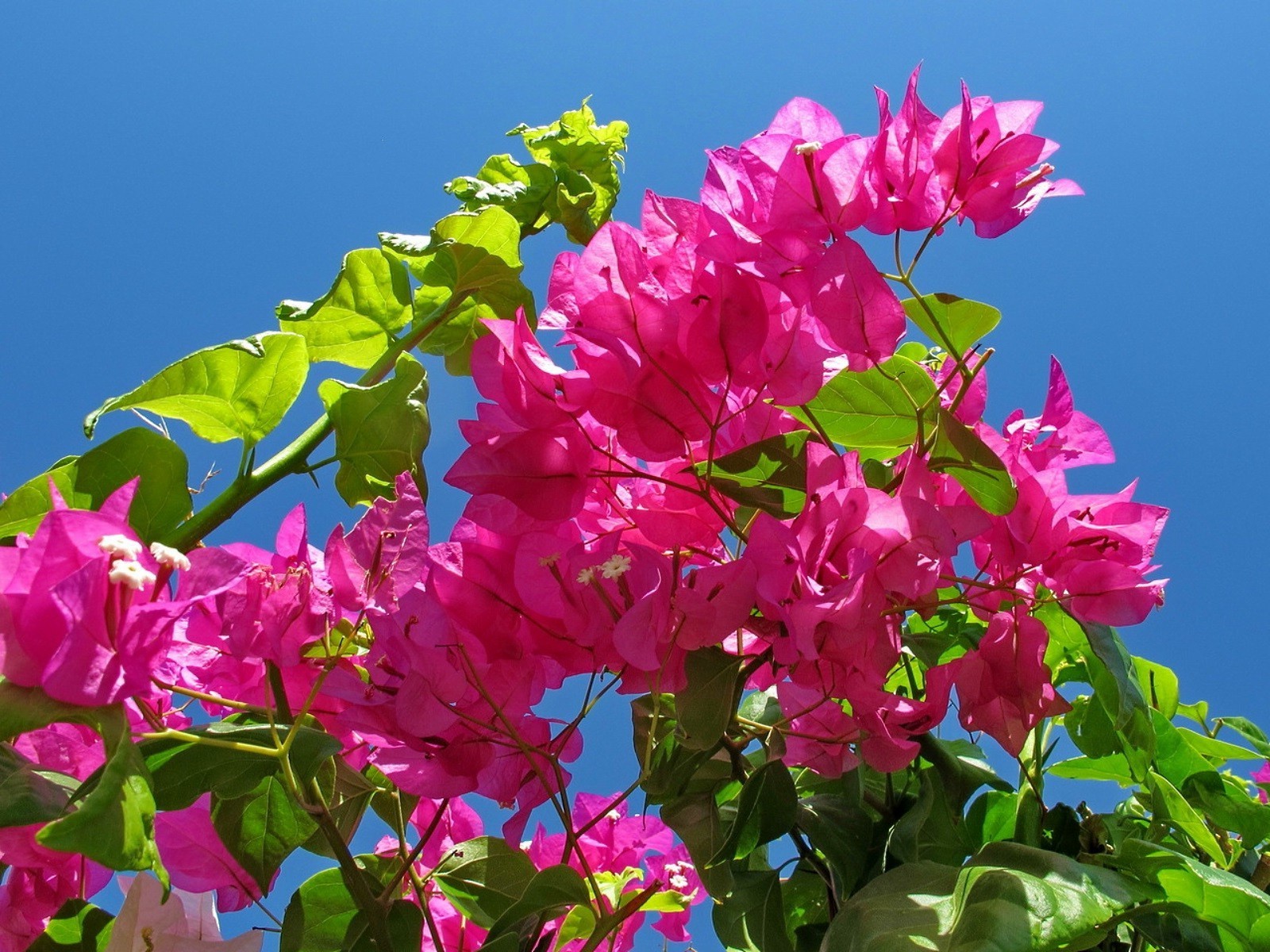 fleurs nature fleur flore jardin été feuille bluming pétale floral belle lumineux couleur saison parc croissance botanique branche gros plan