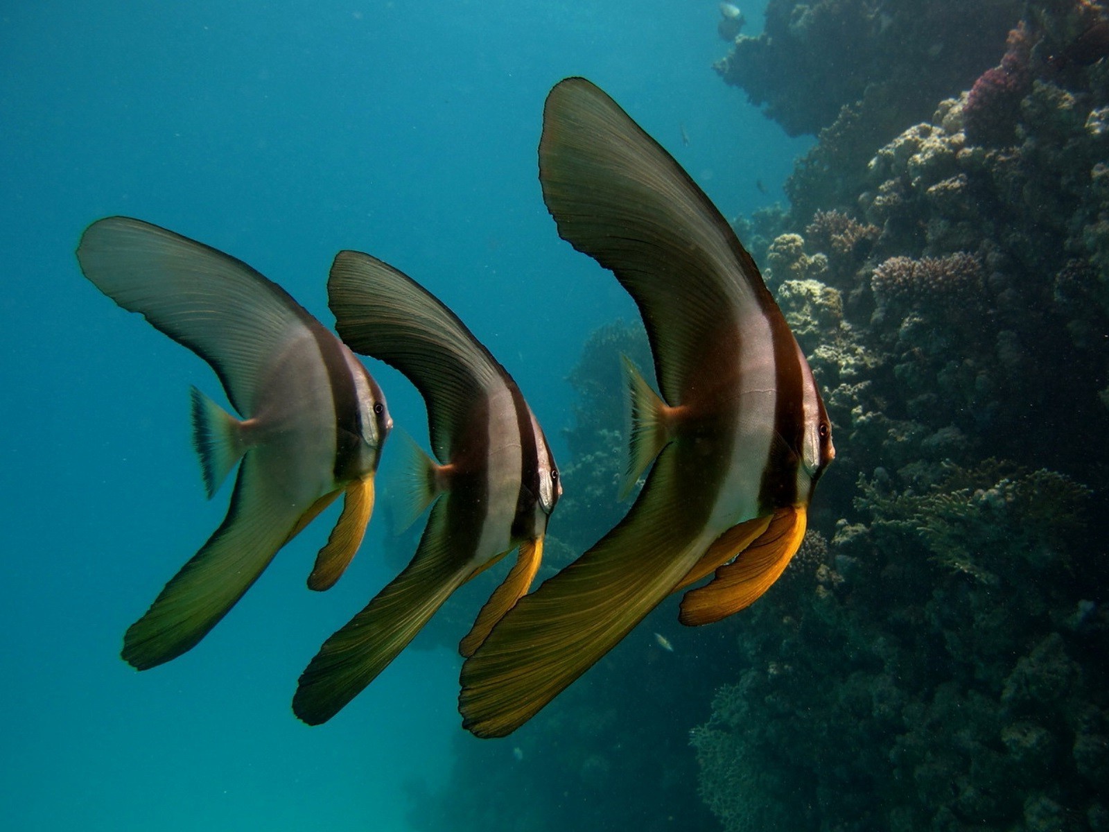 océano y río submarino océano peces mar agua coral buceo arrecife tropical natación vida silvestre animal marino snorkel profundo