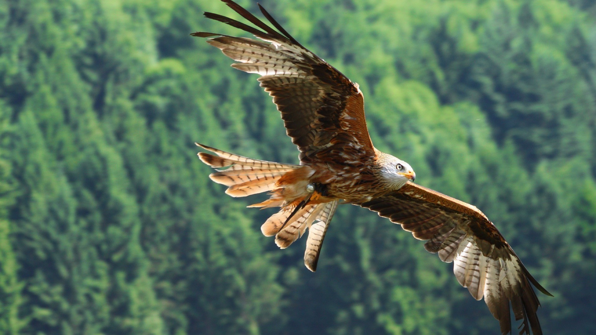 animaux raptor oiseau aigle la nature la faune proie faucon chauve vol à l extérieur sauvage faucon aile majestueux pygargue à tête blanche plume fauconnerie liberté animal