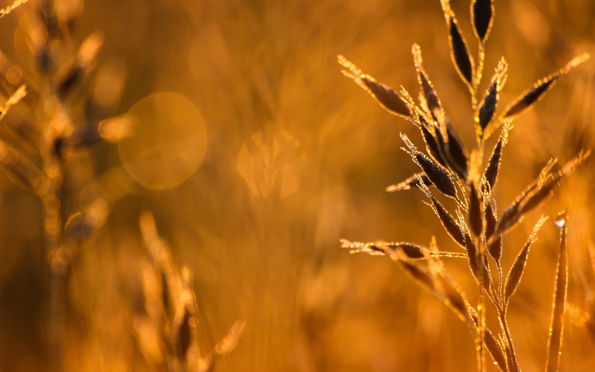 makroaufnahme flocken natur weizen des ländlichen sonne feld mais gold gutes wetter weide sommer wachstum im freien trocken brot landschaft ernte gras bauernhof