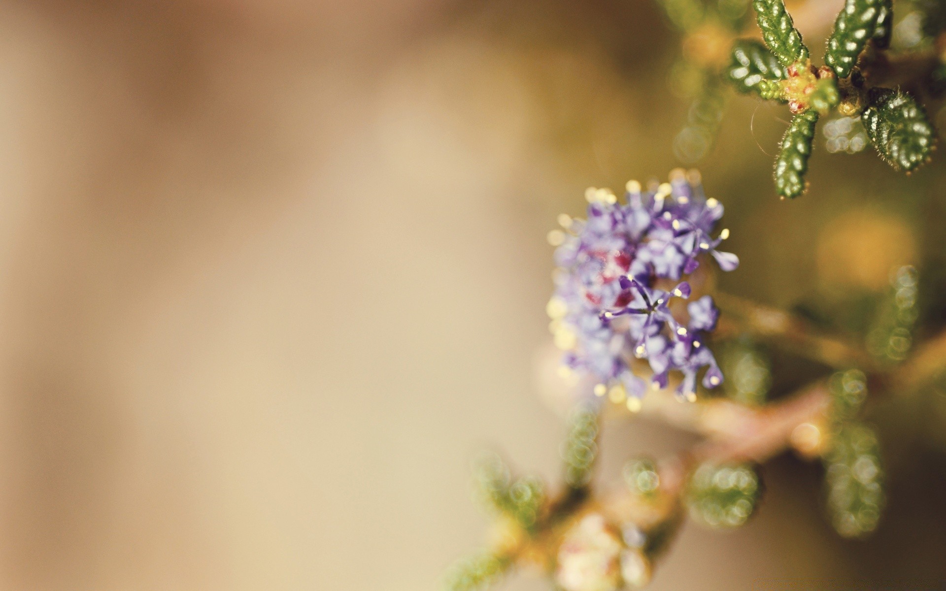 macro flower nature leaf blur flora garden