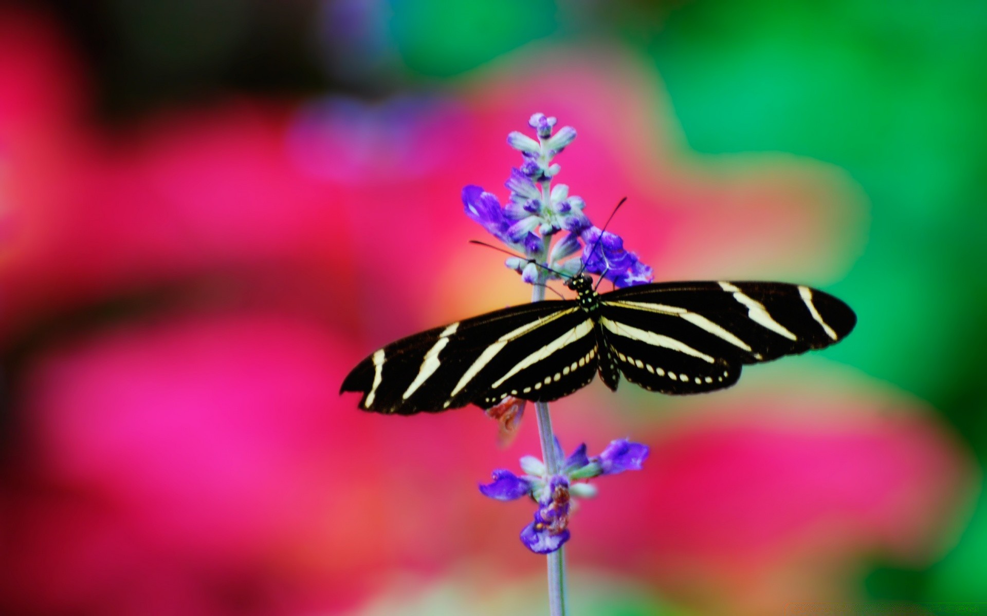 macro papillon insecte nature été à l extérieur fleur faune flou petit jardin papillon feuille délicat lumineux animal biologie aile