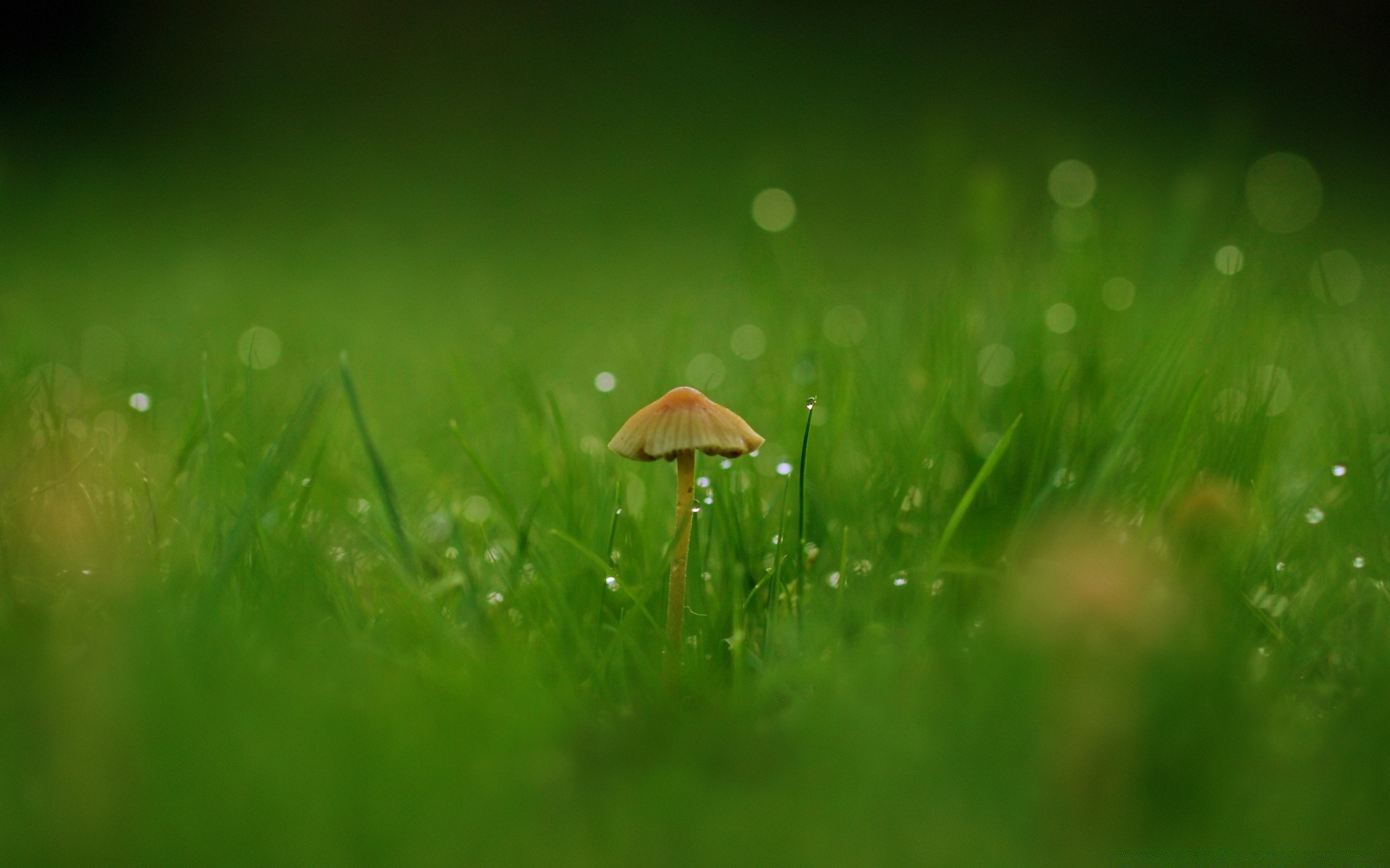 macro herbe nature été rosée pluie foin feuille flore croissance aube automne pelouse soleil beau temps environnement jardin