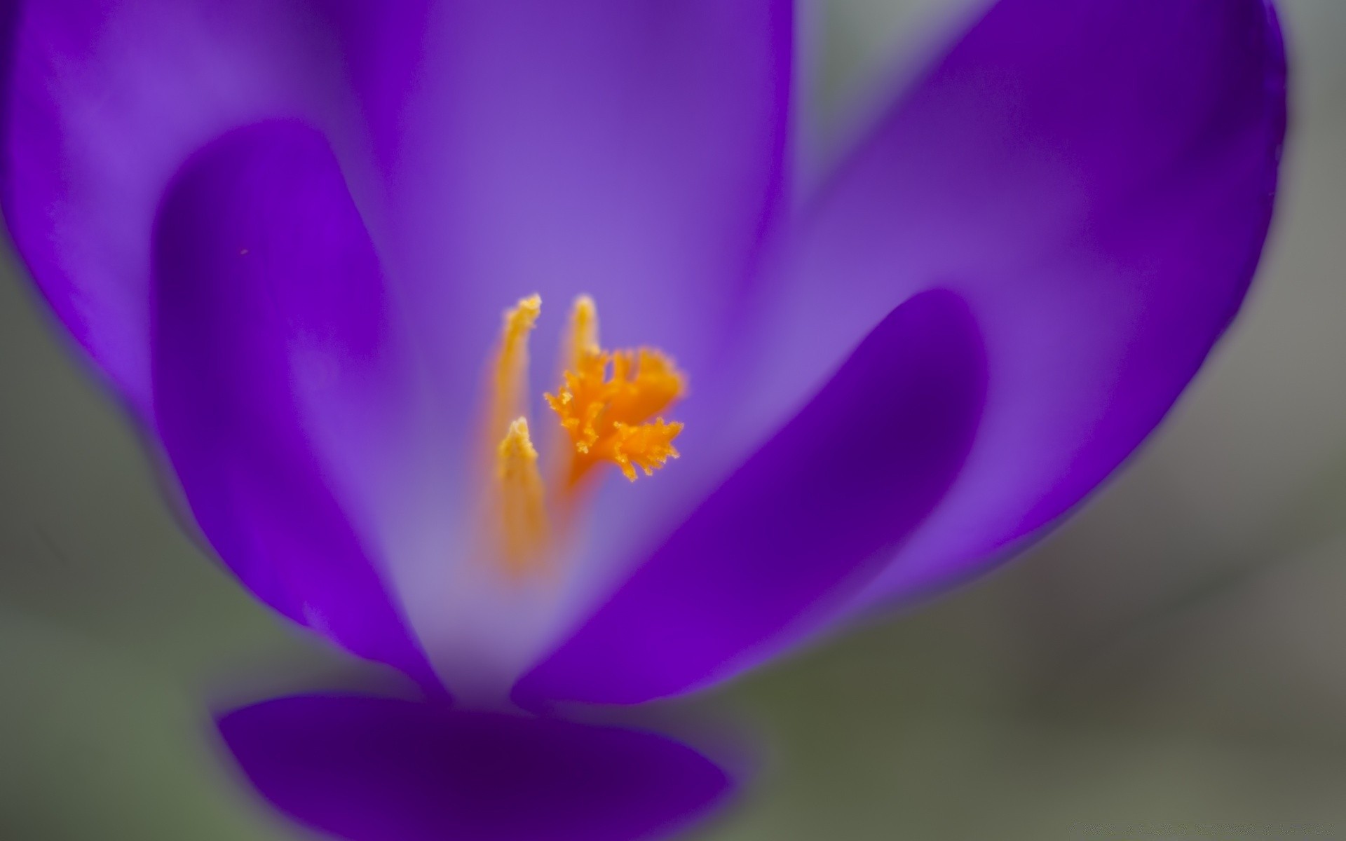 fotografía macro flor naturaleza desenfoque flora brillante hoja delicado color azafrán pétalo floral hermoso jardín verano crecimiento floración elegante