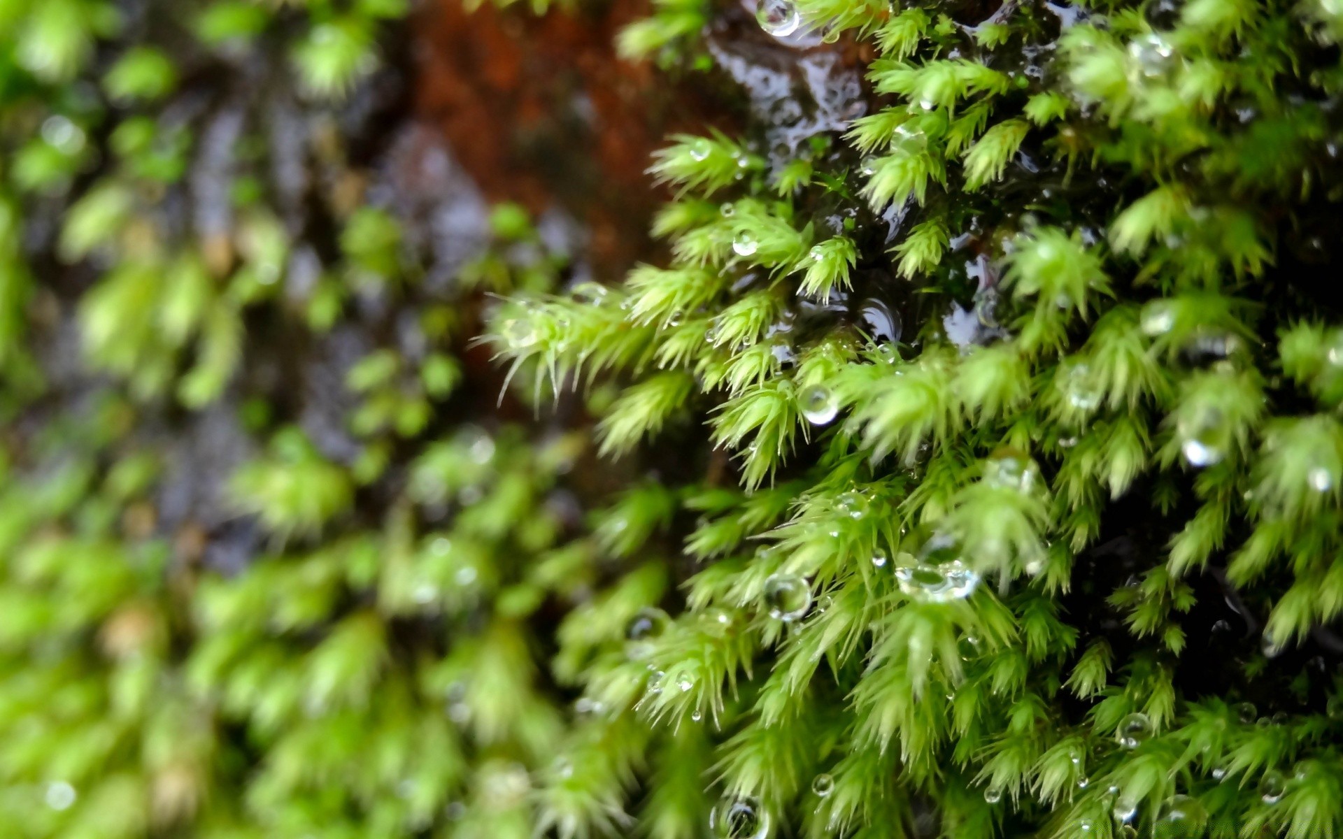 macro hoja flora crecimiento naturaleza medio ambiente al aire libre verano árbol exuberante madera primer plano frescura lluvia jardín musgo escritorio brillante