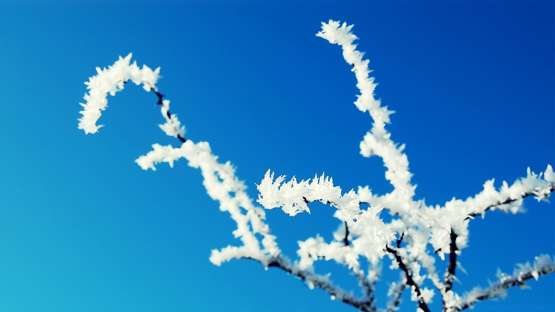 fotografia macro geada neve inverno natureza ao ar livre tempo céu frio estação gelo brilhante