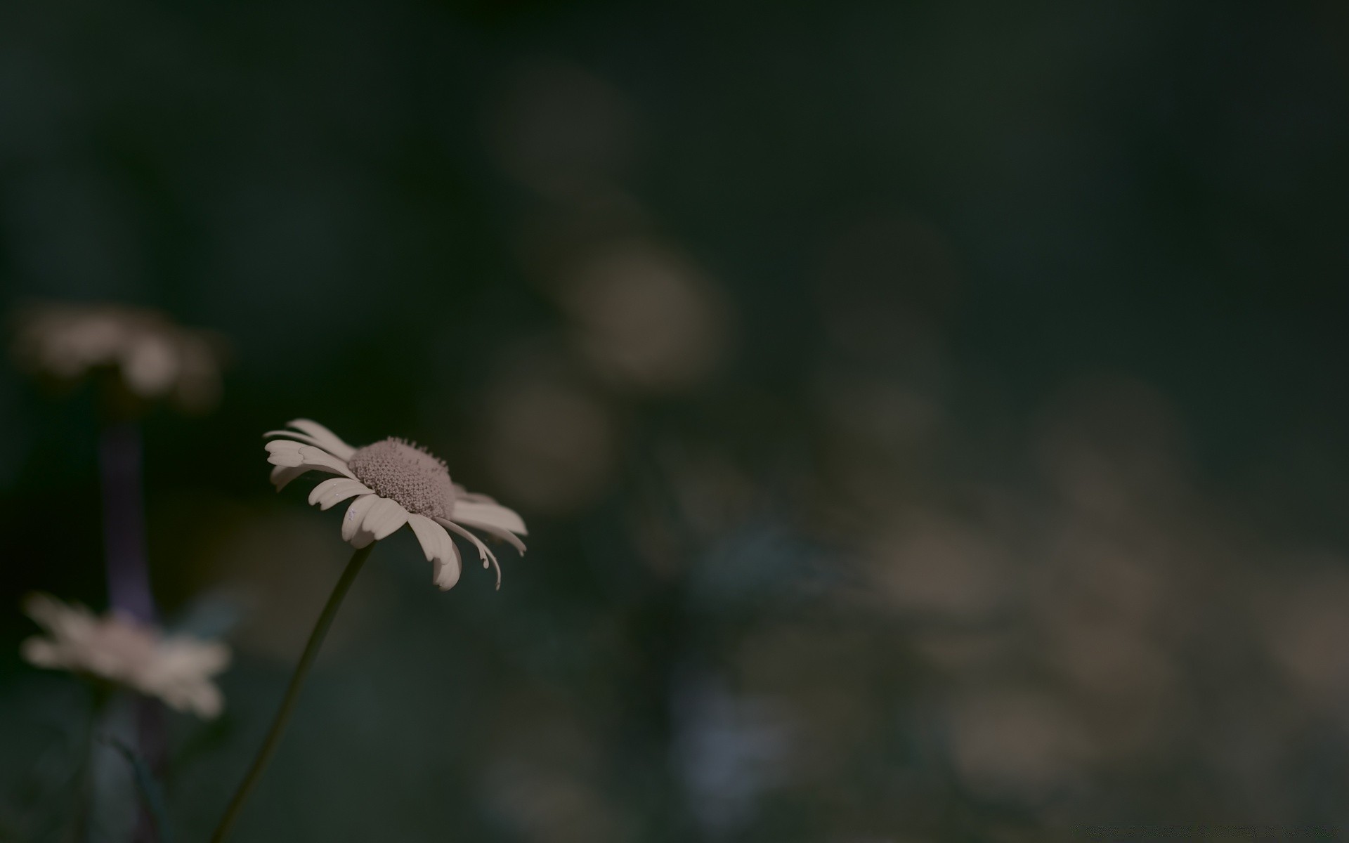 macro naturaleza flor desenfoque hoja verano al aire libre flora crecimiento enfoque dof