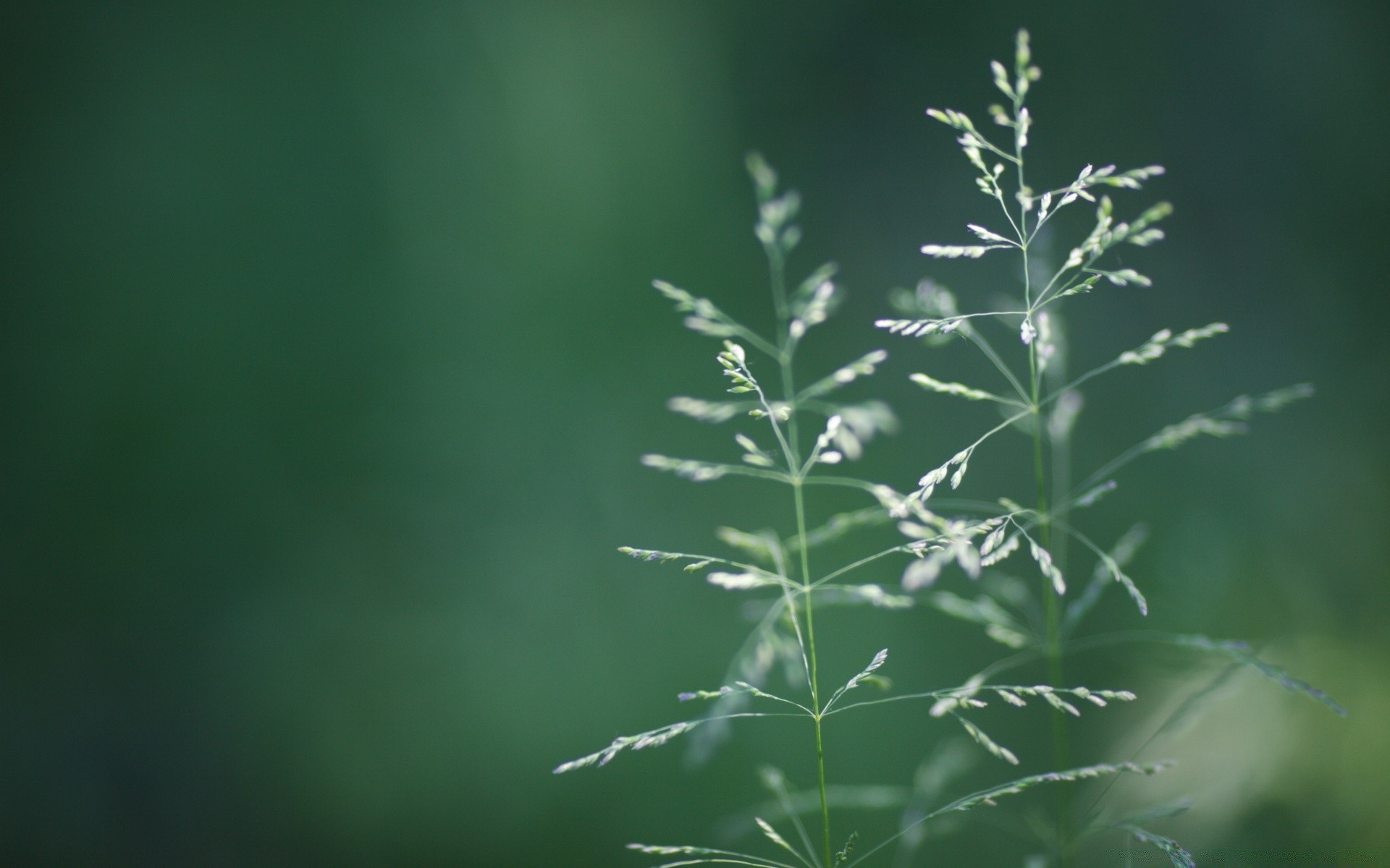 makro liść natura flora wzrost trawa lato na zewnątrz świt