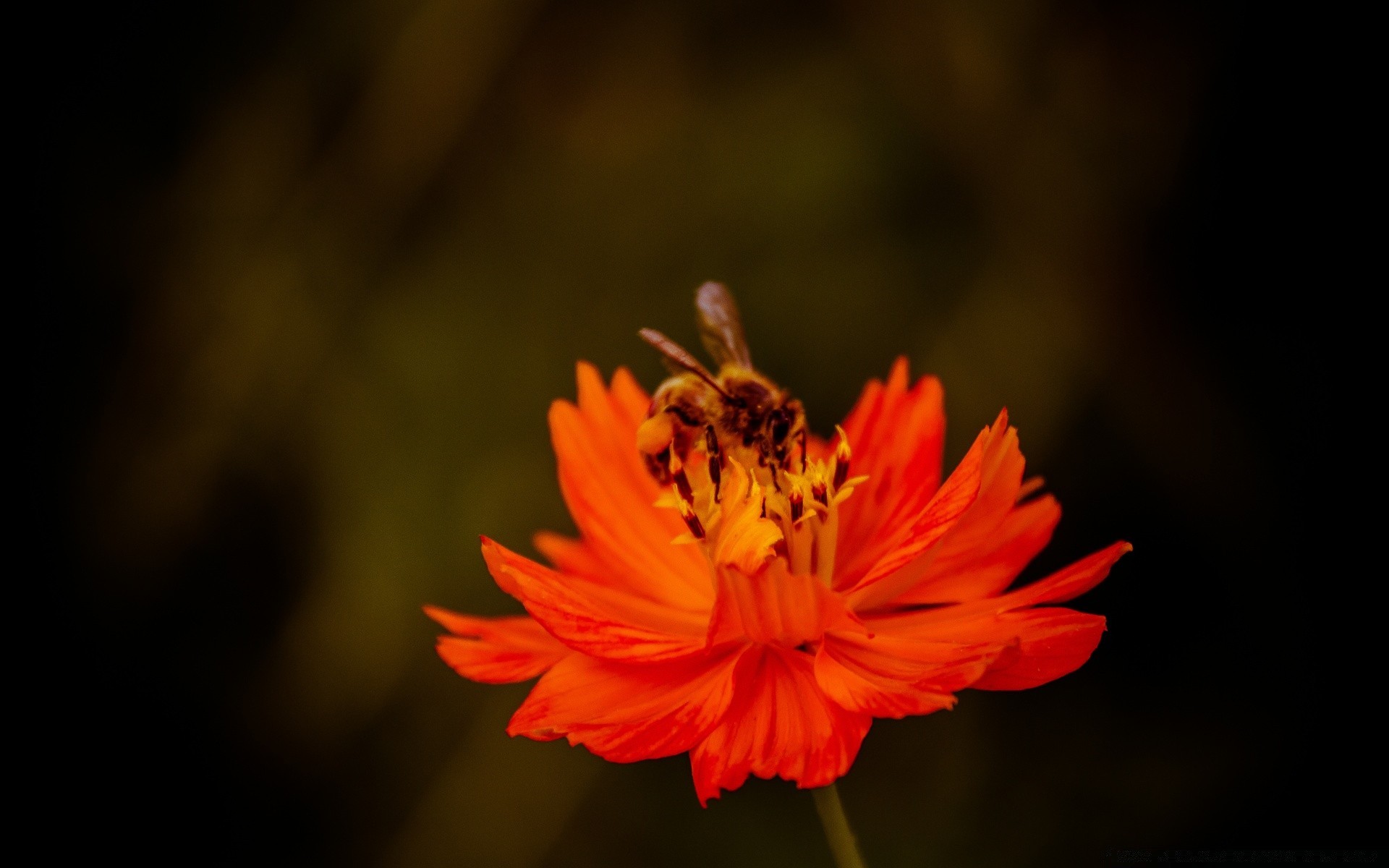 makro fotoğrafçılığı çiçek doğa flora renk yaprak bahçe petal yaz