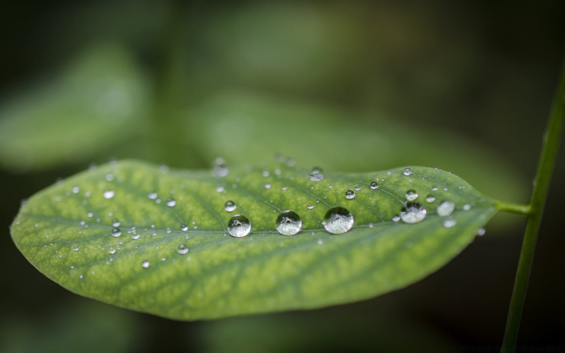 macro chuva folha orvalho gota gotas flora molhado crescimento pureza natureza gotas água jardim ambiente verão