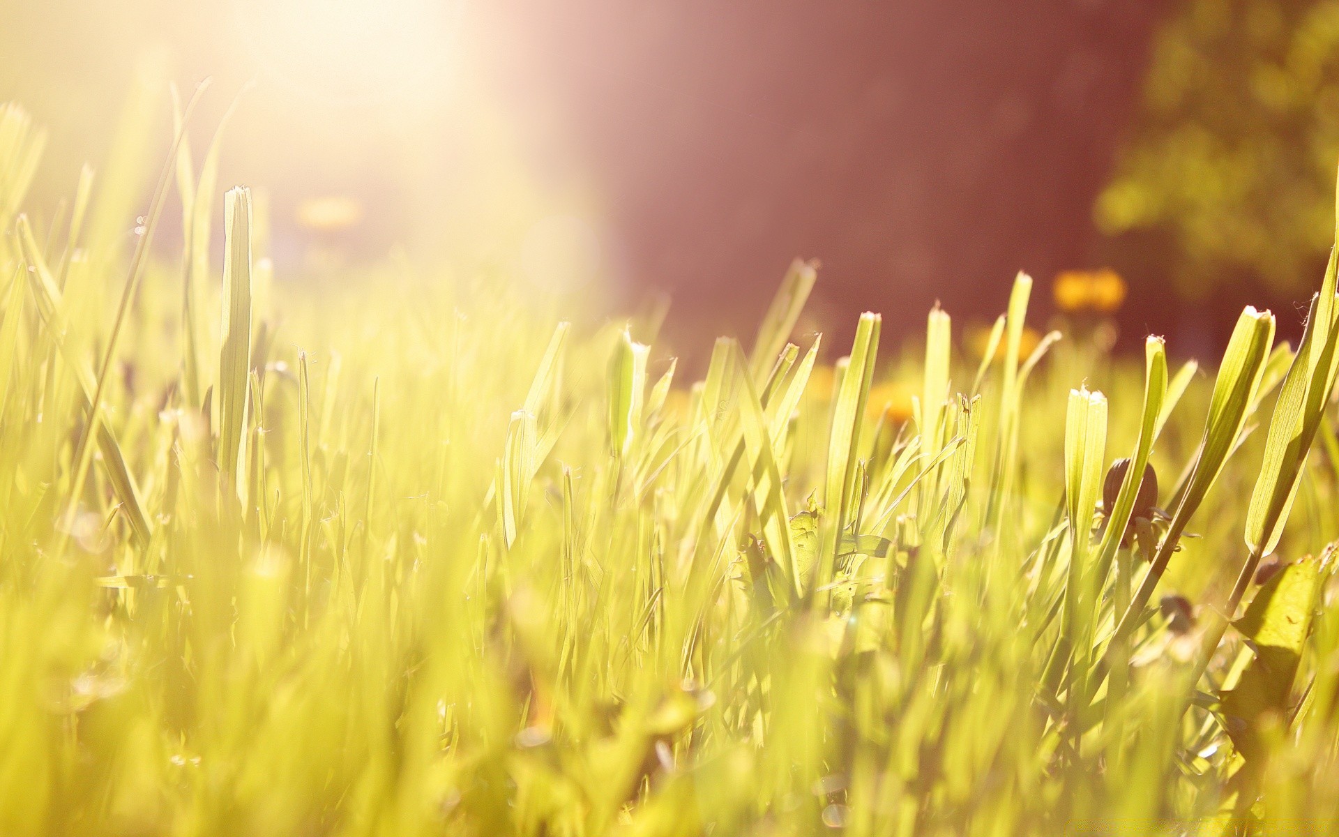 makro gras feld ländlichen weizen natur heuhaufen gold sonne sommer flocken weide wachstum flora hell bauernhof gutes wetter samen ernte rasen